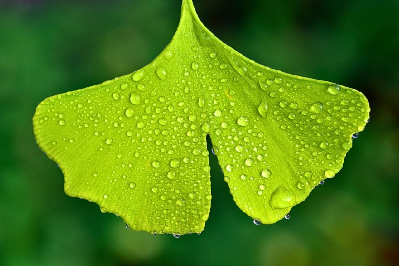 The Healing Marvels of Ginkgo Biloba: Unveiling Nature's Wisdom