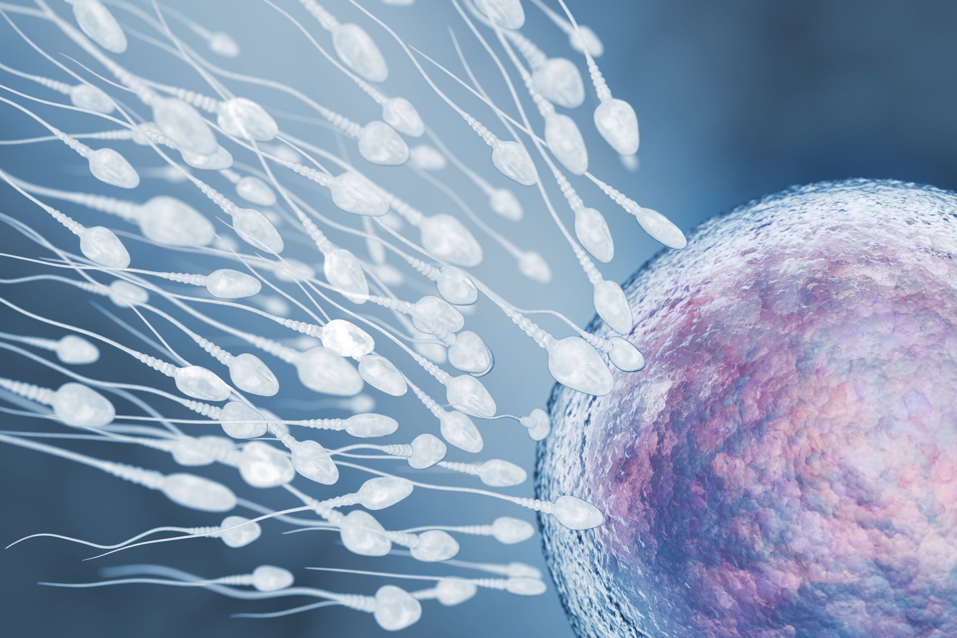 Male fertility